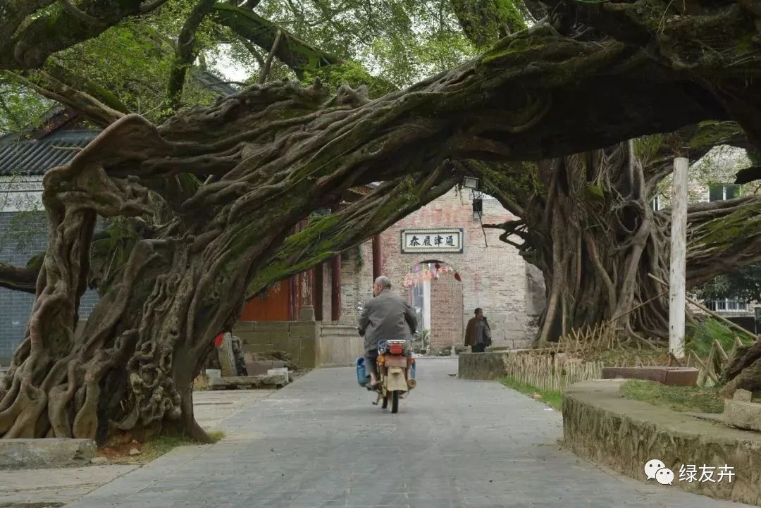 全国最奇特的古榕在这里!千年的古树,长成了树神!_榕津