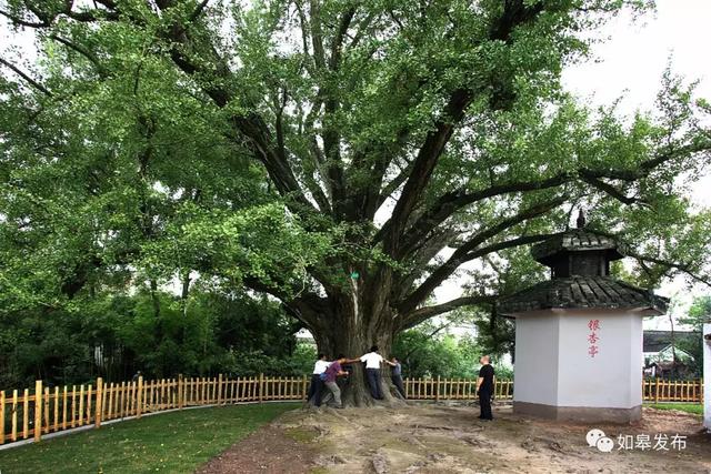 高质量发展在如皋 | 九华镇:不忘初心再出发,精准发力出实绩!