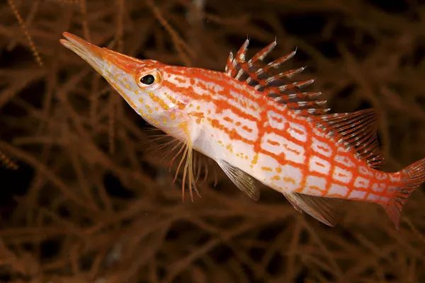 67每天认识一种鱼709丨红嘴尖格身体布满红色条纹的格子