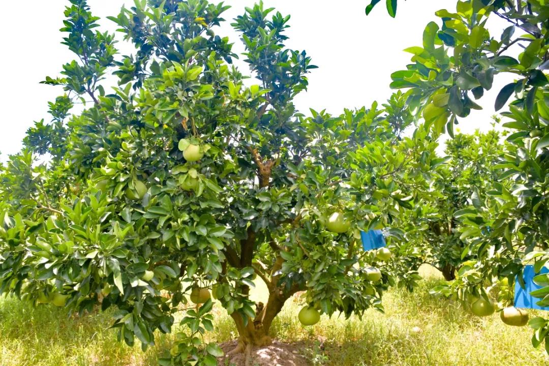 虽然王老师告诉我们,这些文旦树施的都是他们自己发酵的有机肥,但我们