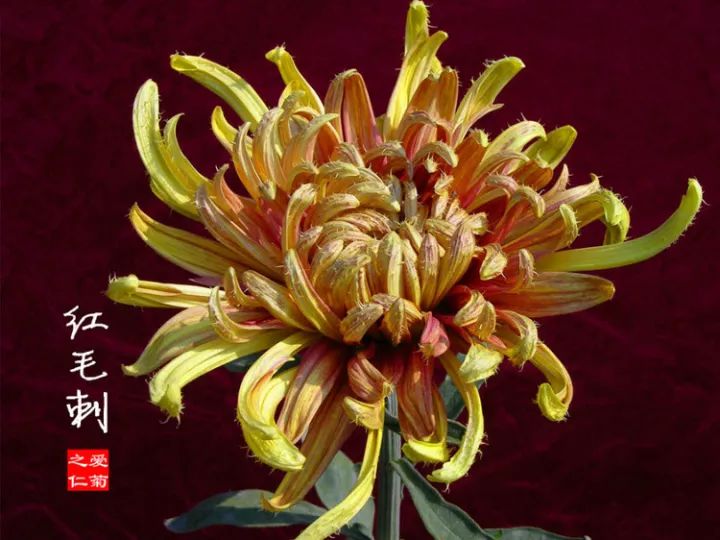 日落晚霞薄荷香大宝珠一枝浓艳华峰烟雨沽水春霞红妆素裹灰鹤展翅白