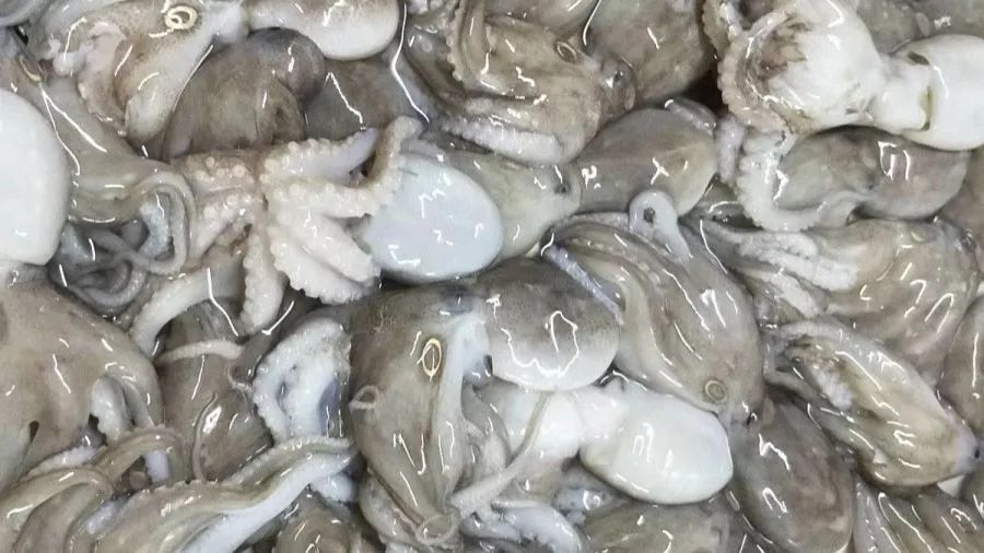 吹鸡集合,等你.