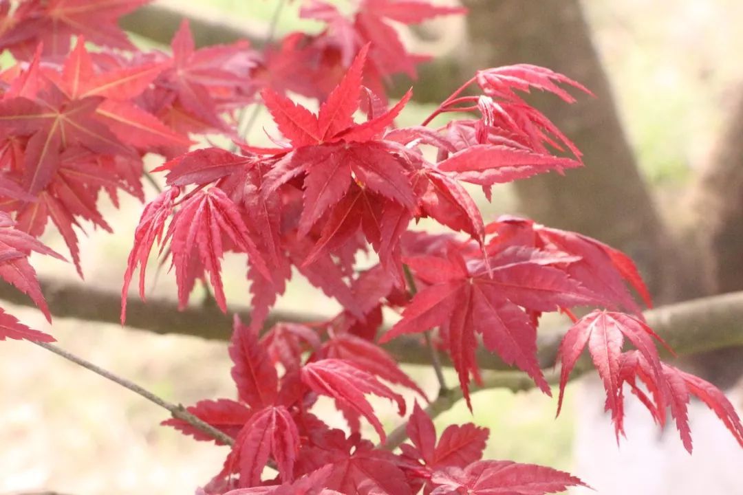 分享九农花木园艺场基地实拍图日本红枫红舞姬