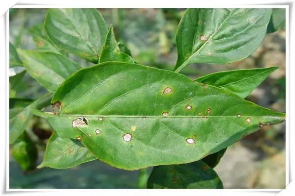 高清辣椒图谱一眼就能辨认辣椒各种病害