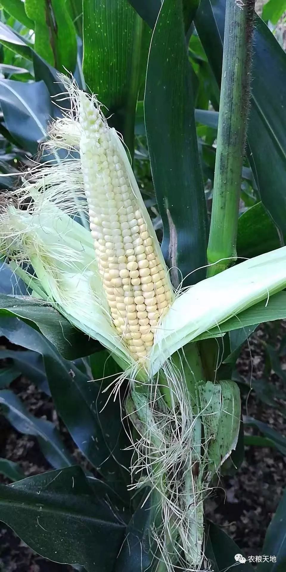 完了!玉米大面积秃尖,减产严重!_分析