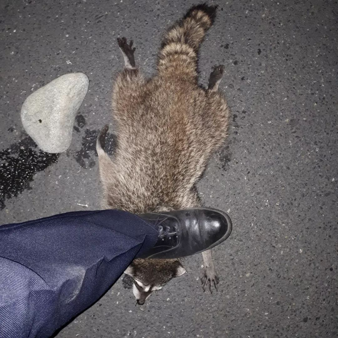 禽兽加拿大最具影响力编辑踩死小浣熊还在炫耀