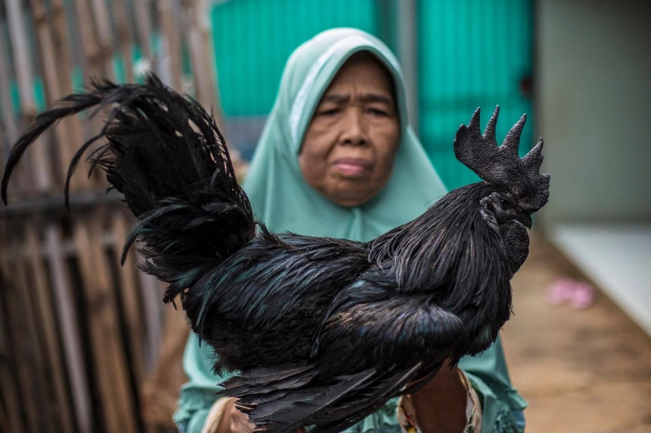 印尼黑鸡图片