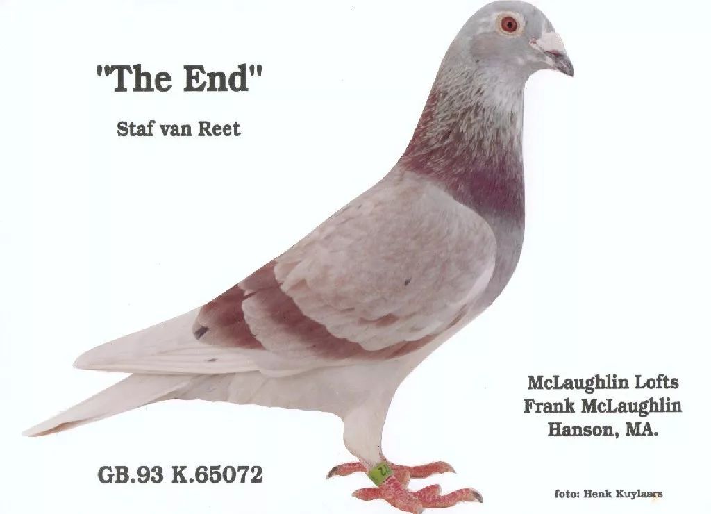 多少人玩鸽子都是因为这个字输的