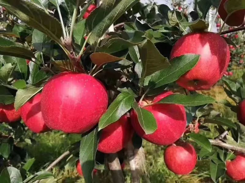 宽广超市采购推荐汁多肉厚的艾芙苹果惊艳上市咬一口满满的幸福感