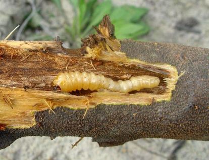 5分钟搞定蛀树虫就靠它