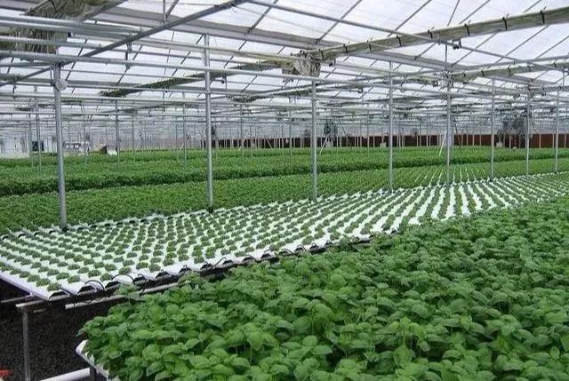 现在风靡全球设施农业的智能温室到底靠谱不靠谱