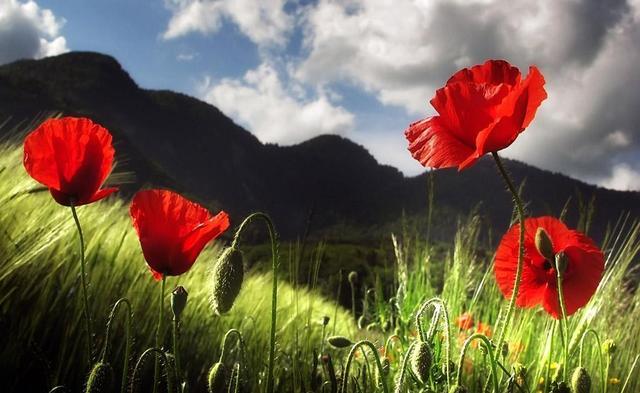 当初为了打开中国的大门,英国使用罂粟制作了毒害一代人的毒品--鸦片