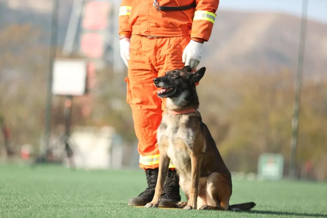 直播第五屆全國搜救犬比武火熱開賽