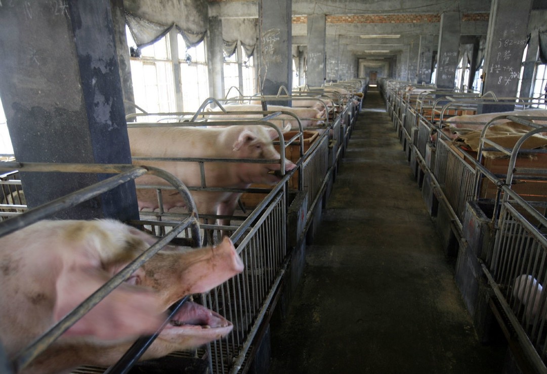 如何饲养和护理分娩母猪?这里有你想要的_仔猪