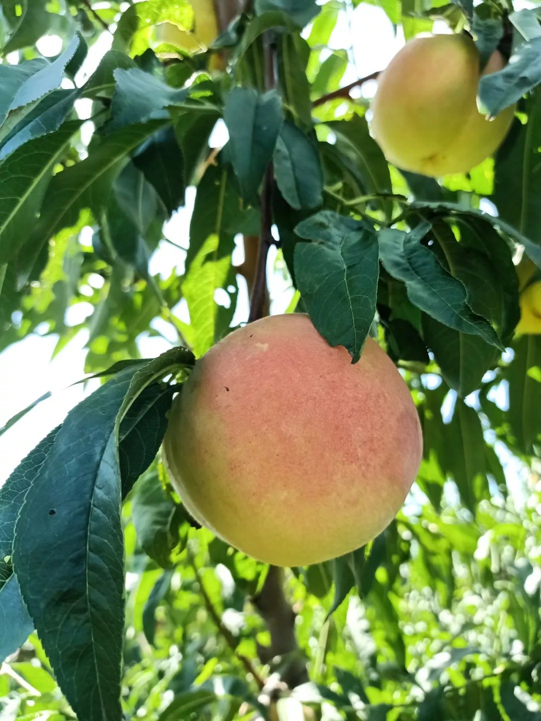 桃花岛永莲蜜桃子采摘快开始了!