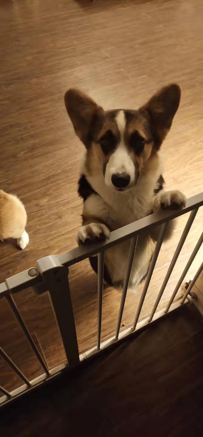 武汉徐东大街中力名居寻找黑黄白三色母柯基犬