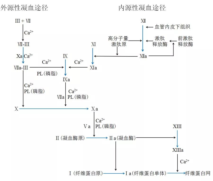 凝血因子瀑布学说图图片