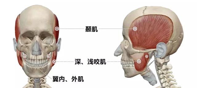 完成一次咀嚼动作需要深浅咬肌,翼内外肌和颞肌共5块肌肉来控制下颌的
