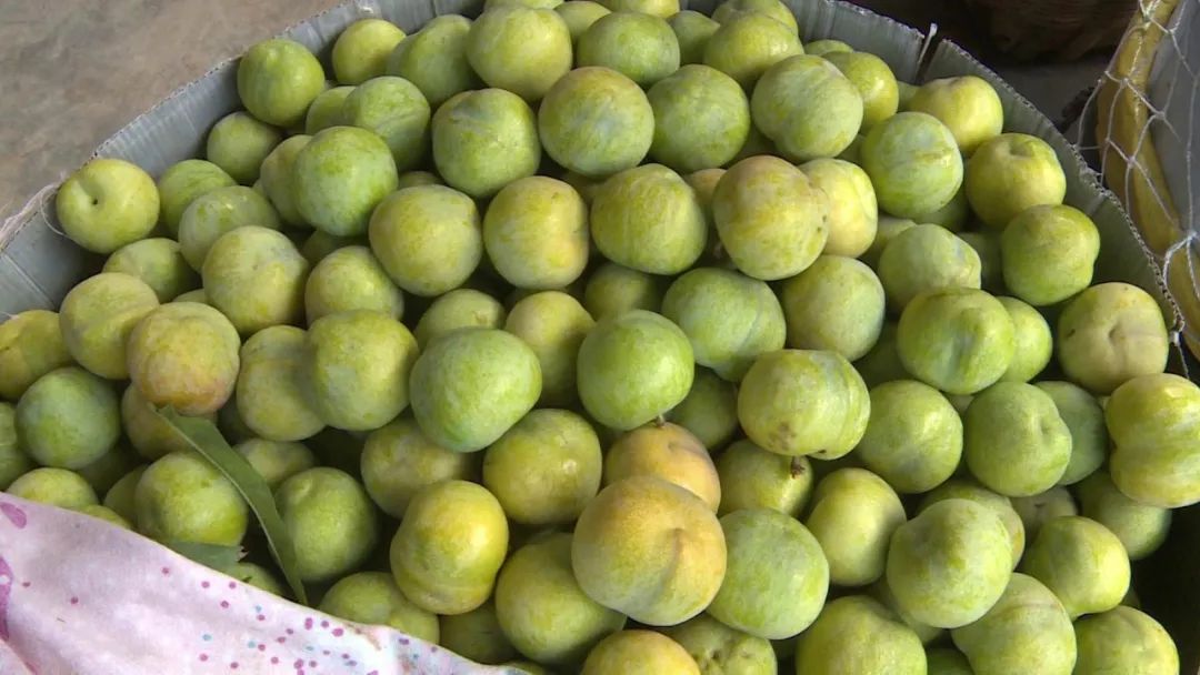 太凶了九襄镇后山村青脆李每斤最高可卖8元