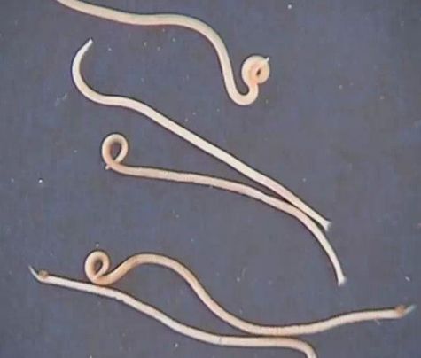 结节虫:成虫寄生于大肠,虫体9~12cm,外形纤细,白色或灰白色