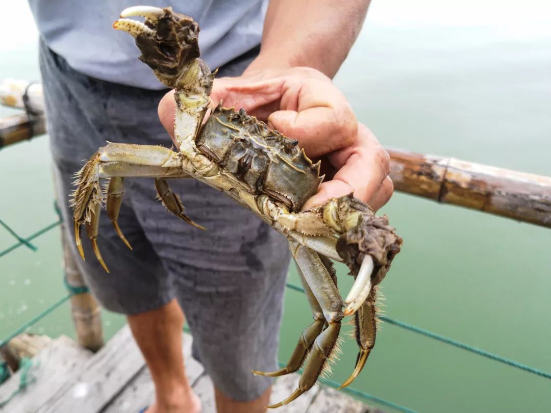 捕捞大闸蟹