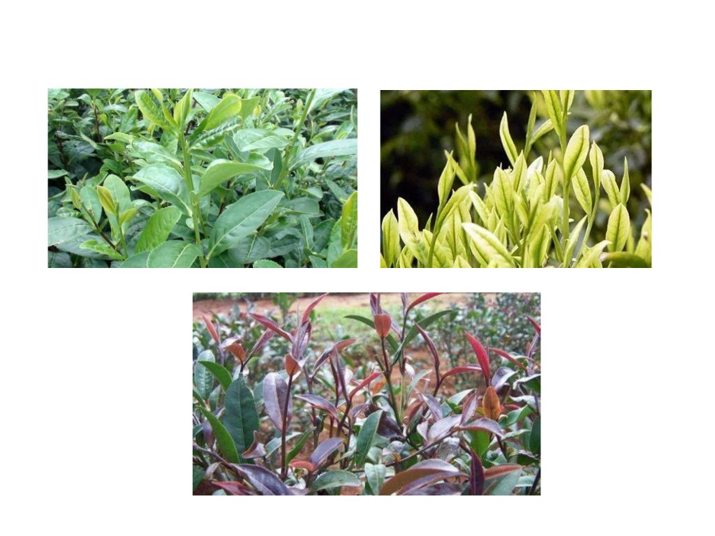 茶树植物学特征你了解多少