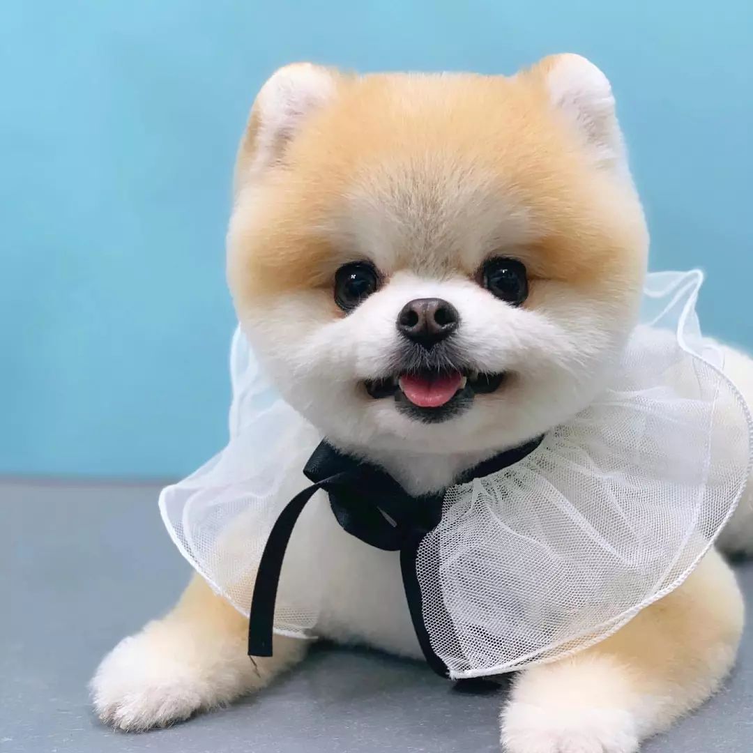 可爱的事物让人有好心情可爱的狗子治愈力max