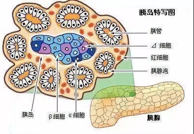 胰岛解剖图片图片