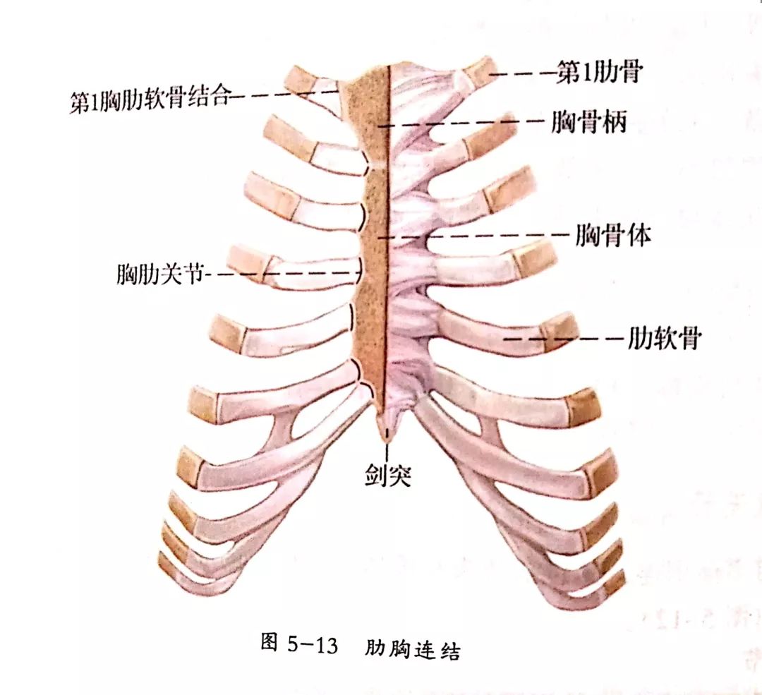 【湖南心肺康复专栏】心肺康复百科系列之呼吸系统解剖第三讲—胸廓骨
