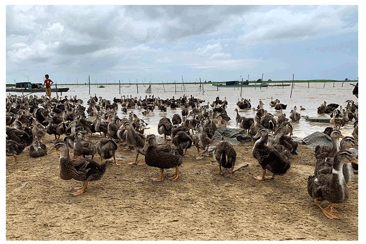 沿海地区,自然养殖在海边红树林里面的海鸭所生产的蛋才能称为海鸭蛋