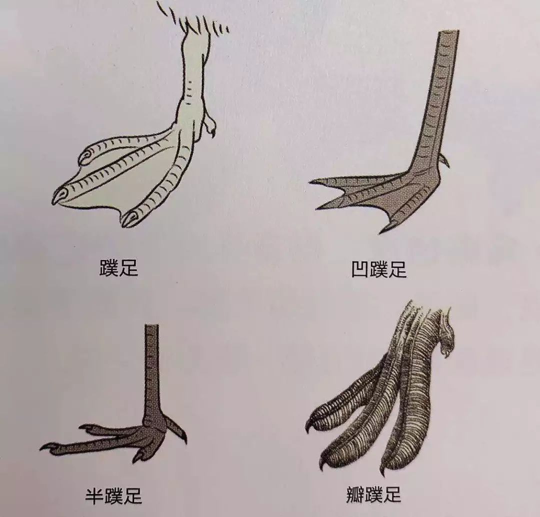 炉禽类拥有强壮的后肢,特别适合在地面行走.