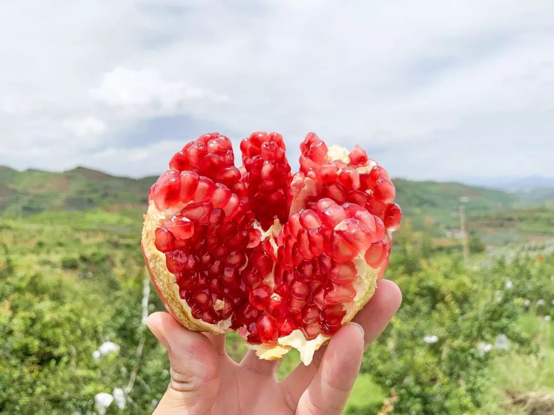 来自中国石榴之乡的红玛瑙不用吐籽一咬就爆当西瓜啃