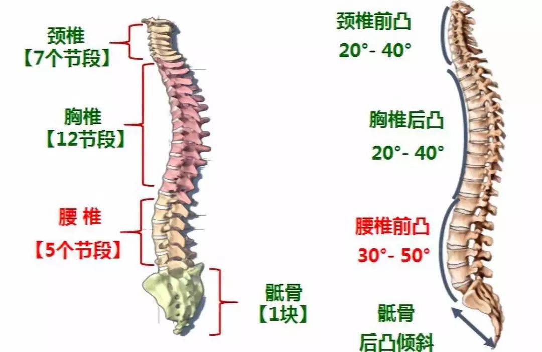 9月健康讲座:你的腰还好吗?——教你认识并保护好你的腰椎