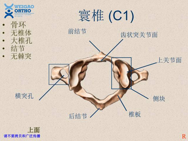 脊柱解剖医学经典