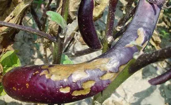 茄子早疫病叶片危害症状