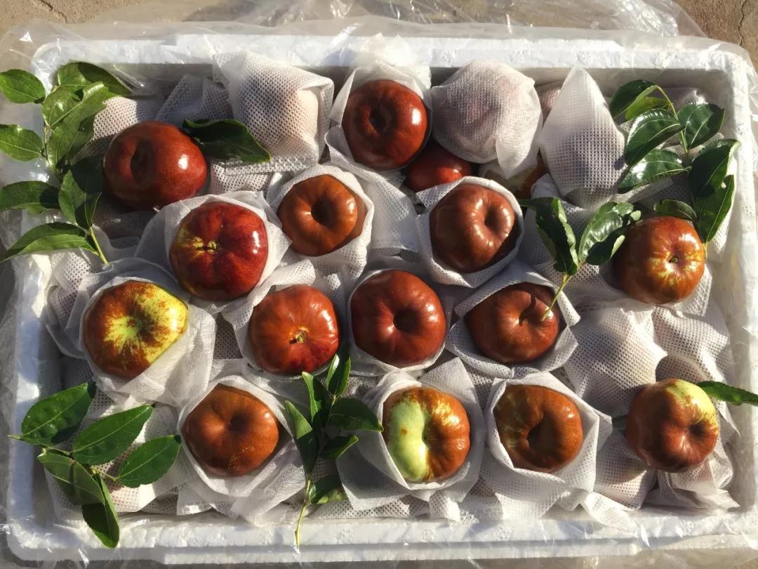 各种有机物与维生素含量超过冬枣,二是果形奇特,略扁椭圆似蟠桃,为枣