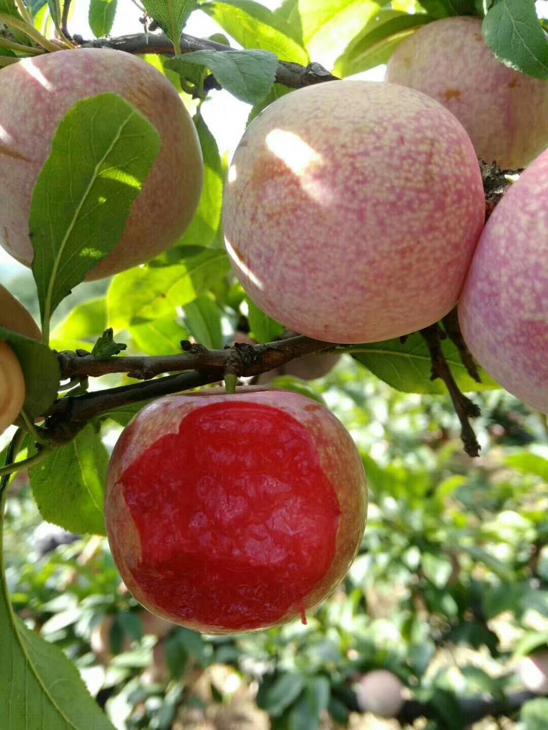 今天聊聊美国杏李品种的发展趋势