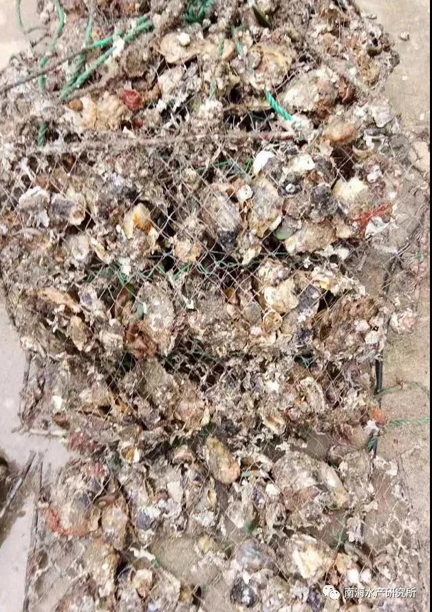 南海所专家参加北海市涠洲岛合浦珠母贝养殖情况调研