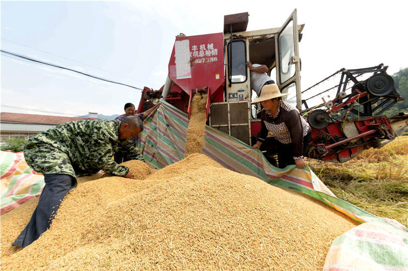 湖北保康:水稻开镰收割
