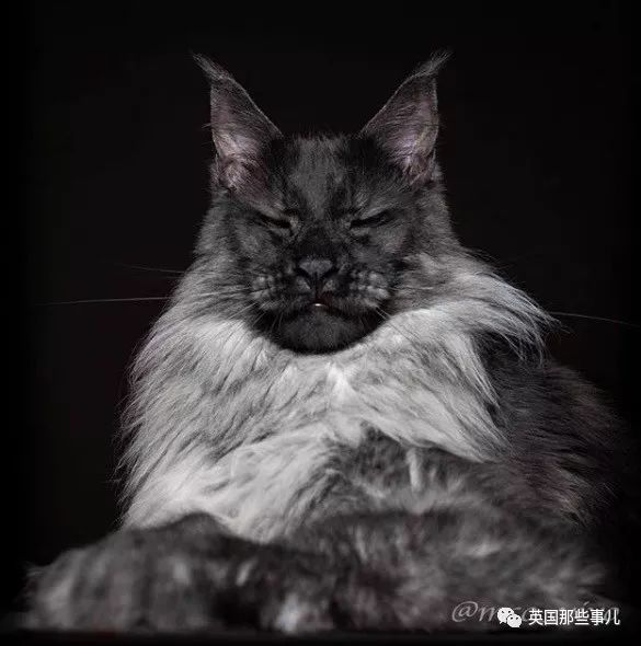 如果猫族有皇室,那它大概是其中的国王!_vivo