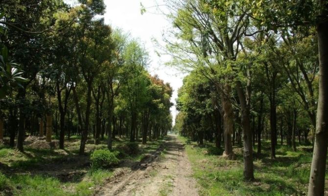 家庭助廉永不褪色的青榉树