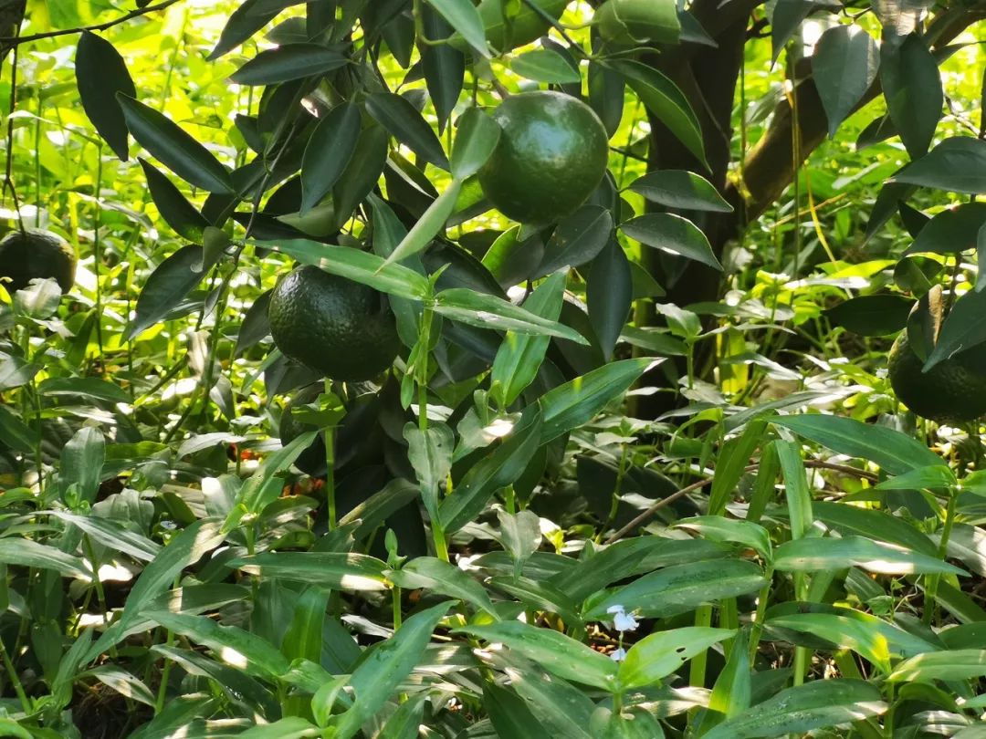 茶界新宠小青柑一颗泡一天清新解腻入魂香