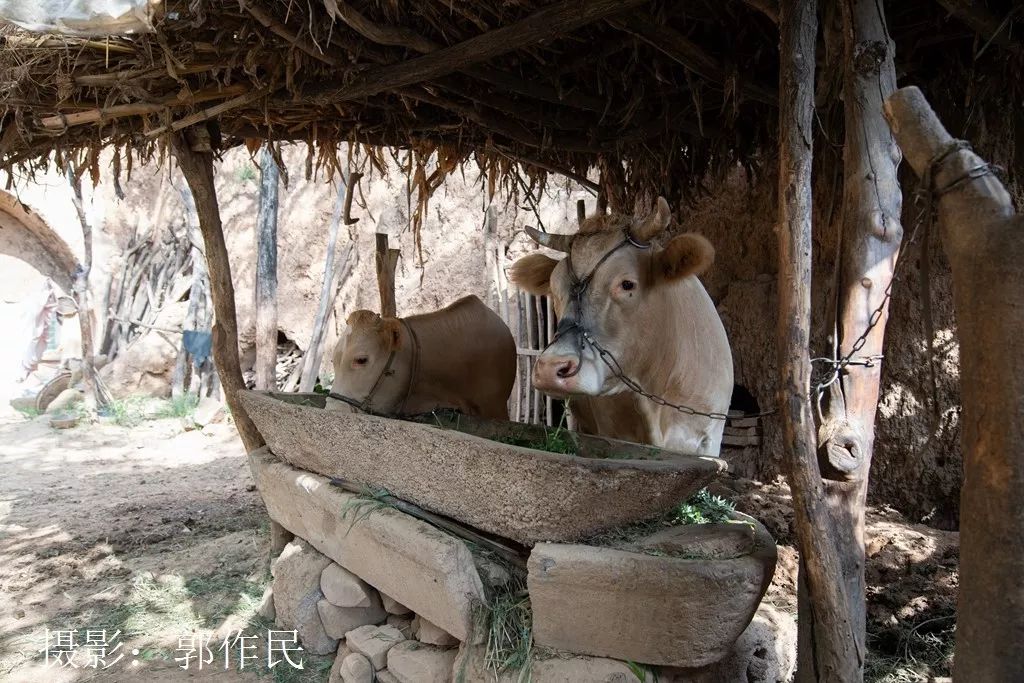 郭作民:那窑,那牛,那老两口
