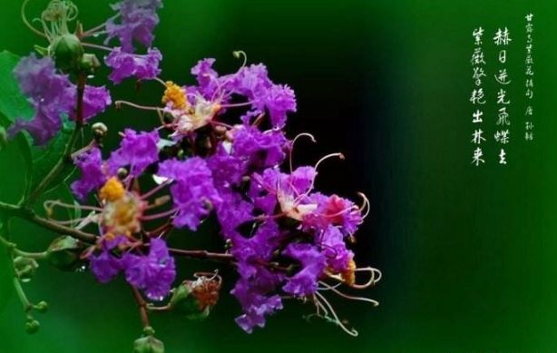 九月的紫薇花文/暮云春树紫色的思绪纷纷叠叠像数也数不清的忧伤千年