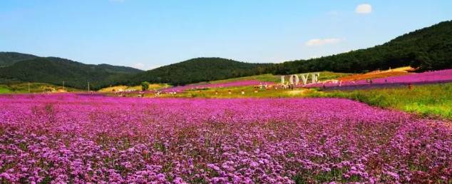 ▼茗山花海▼陽新蓮花湖風景區▼龍港老街▼富水水庫▼網湖溼地咱們