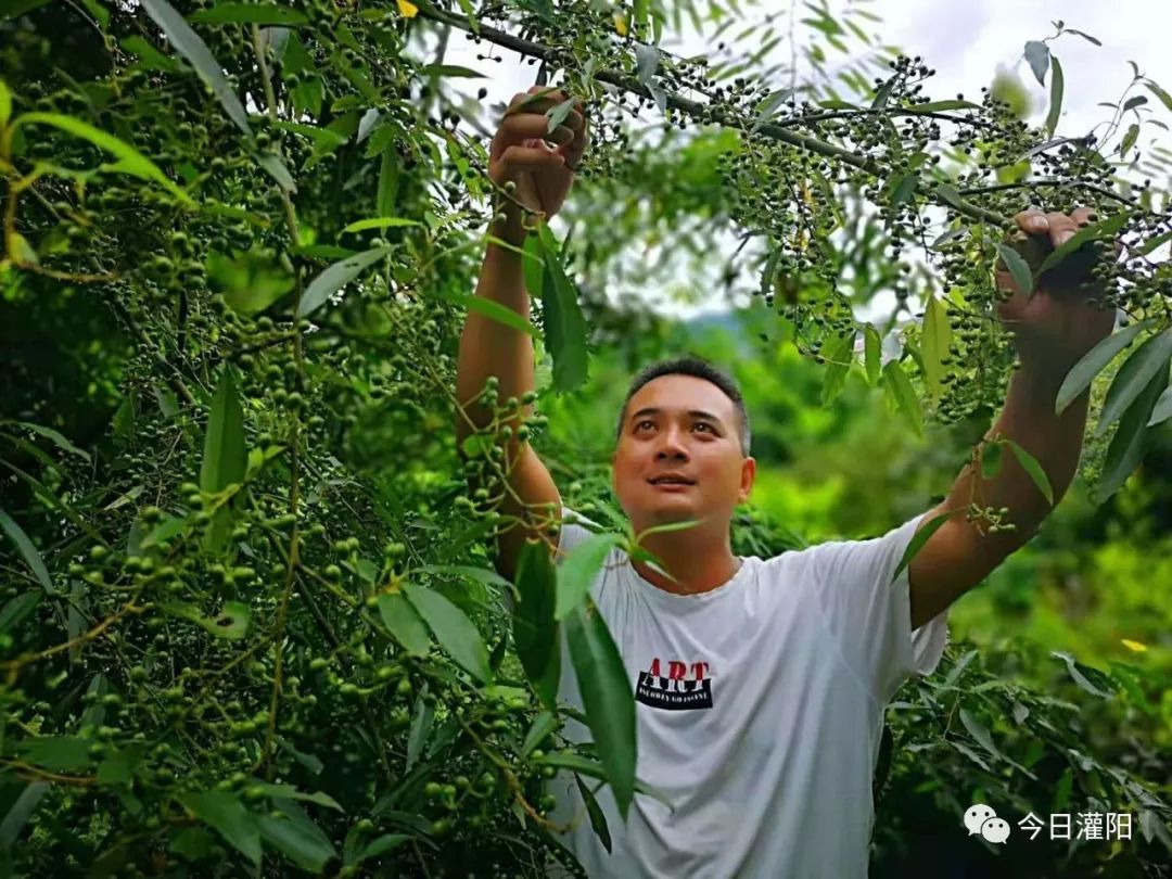 湖南山苍子种植基地图片