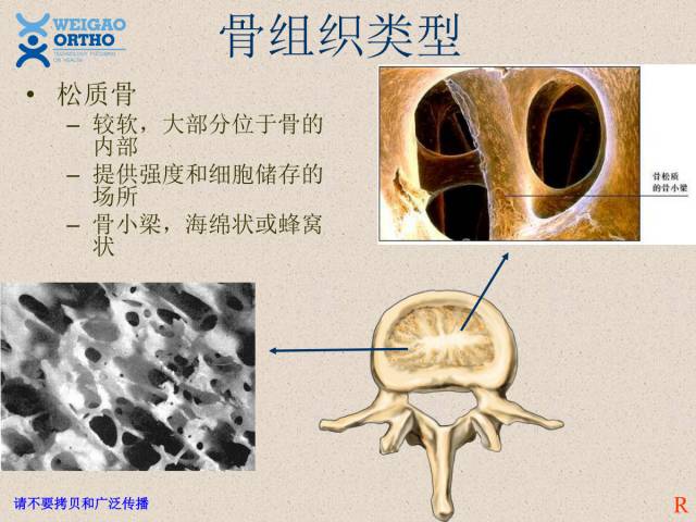 脊柱解剖醫學經典