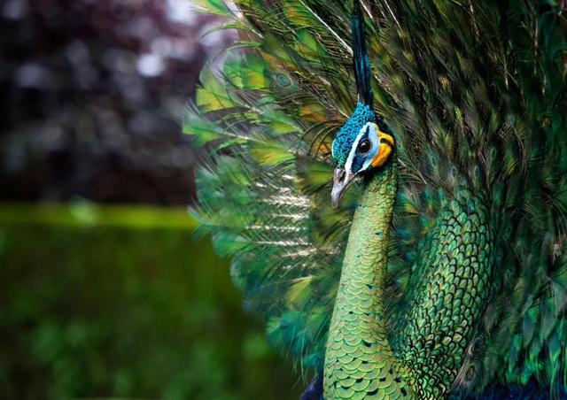 在这场漂流活动中,科考人员亲耳听到了绿孔雀的叫声,甚至亲眼见到了