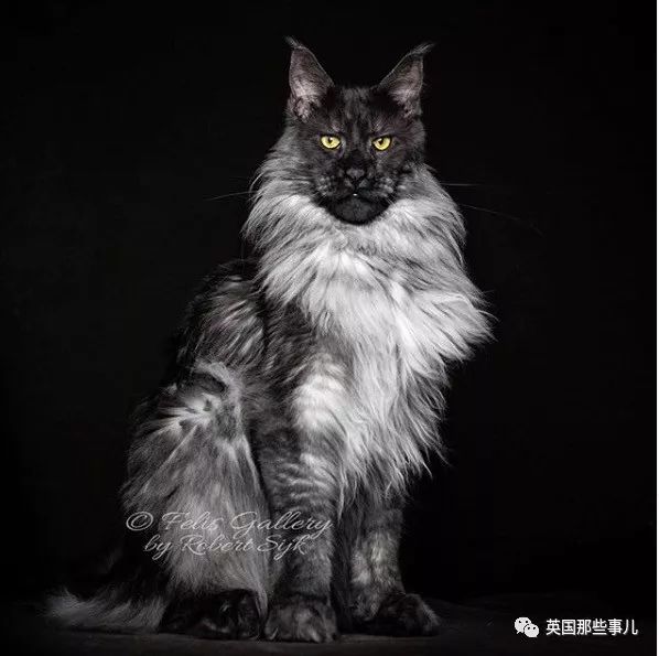 霸气侧漏喵如果猫族有皇室那它大概是其中的国王