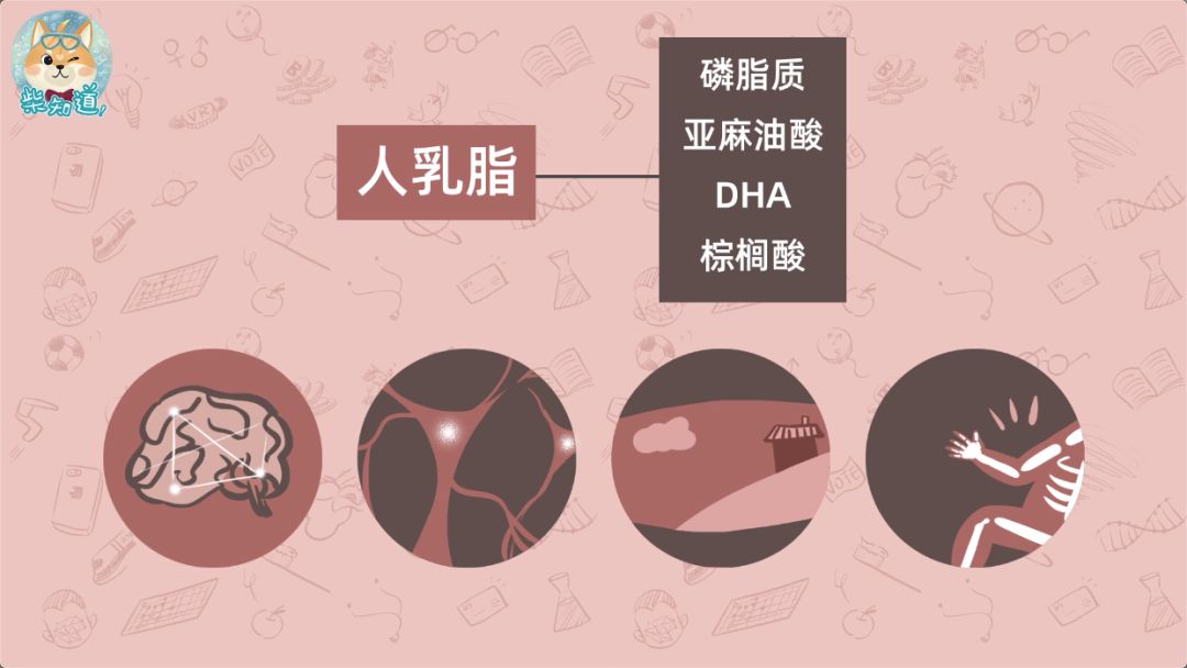 如果我们分析人乳脂的成分,会发现其中98%以上都是甘油三酯(tags).